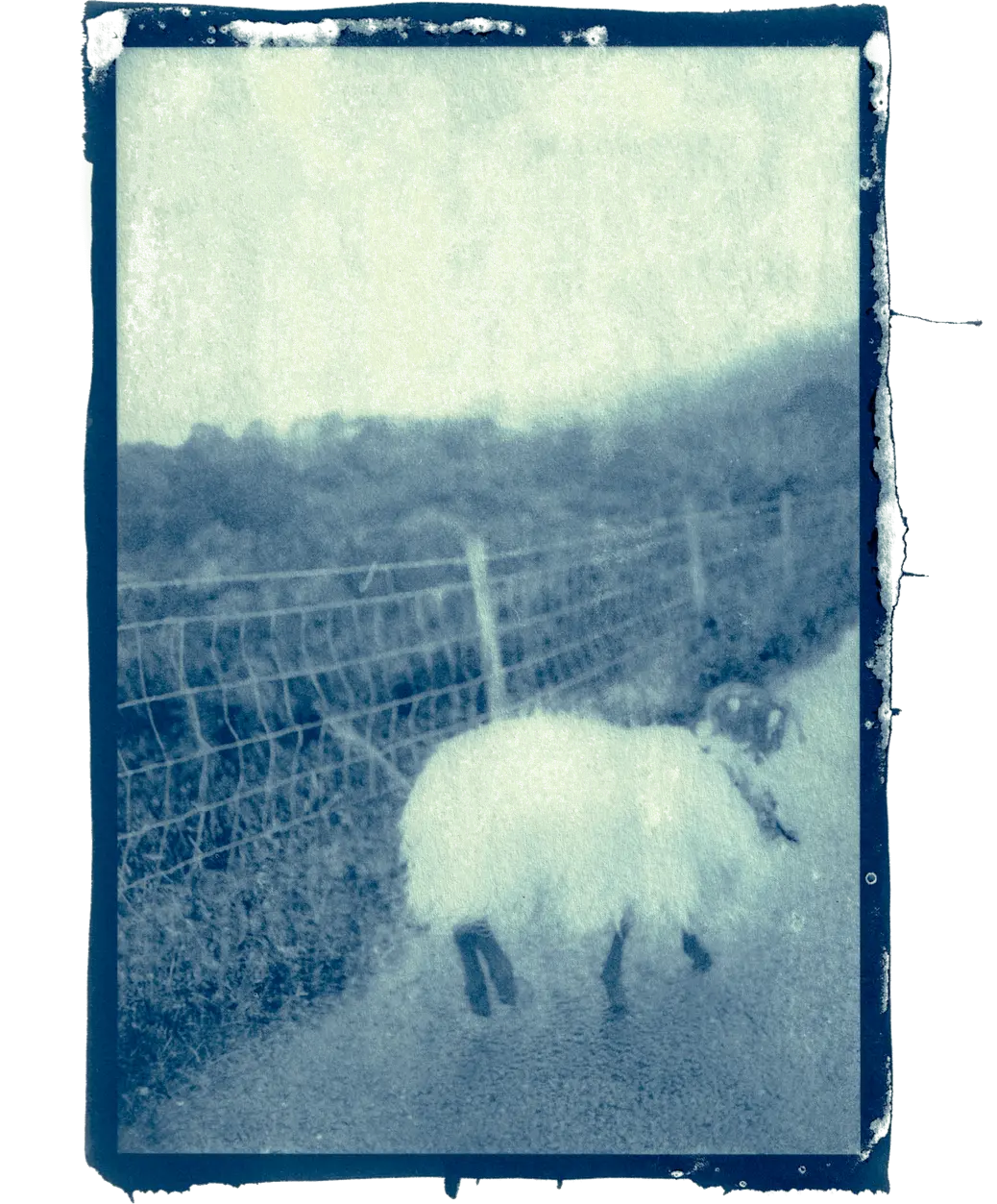 Cyanotype